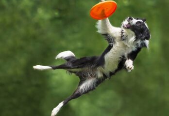 Top 10 Best Dog Sports and Activities - Most Popular Dog Sports