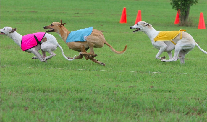Top 10 Best Dog Sports and Activities - Most Popular Dog Sports 
